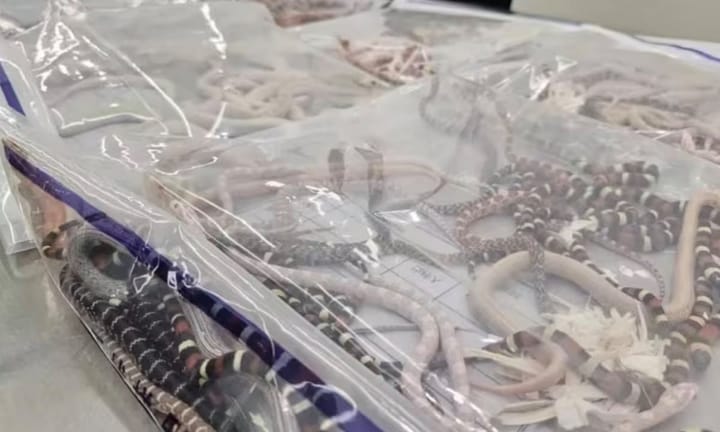 Individual in China apprehended with 100 concealed live reptiles in attire