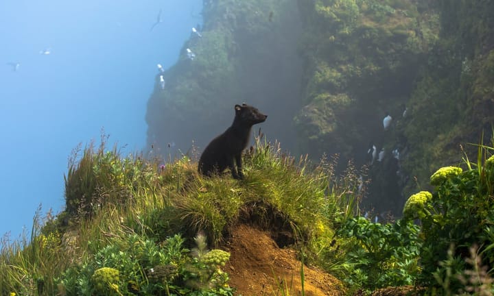 Captured shots from the 2024 Natural World Photography Contest's BigPicture Edition