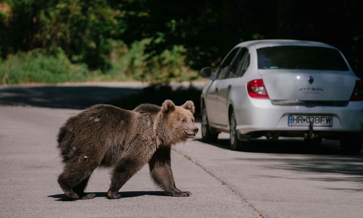 Romania intensifies bear population reduction following fatality of tourist in bear area