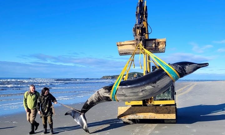 Possible alternative headline: 'Sighting of World's Rarest Whale Seen on New Zealand Shoreline'