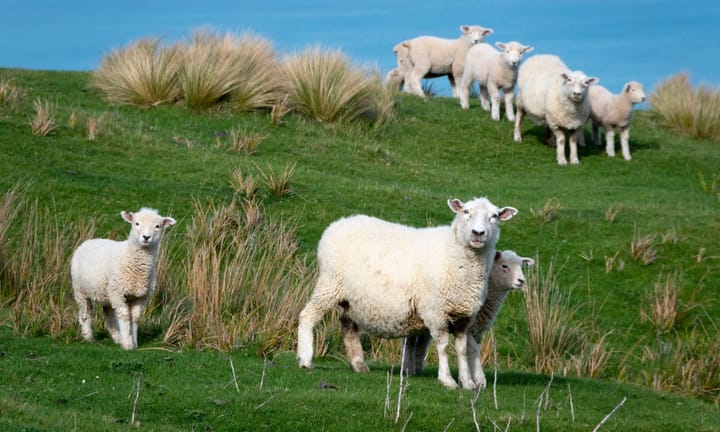 Climate policy withdrawal could result in New Zealand not achieving its 2050 net-zero goal, according to recent data, suggests report.