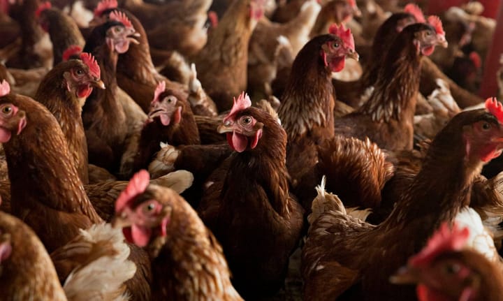 Severe temperatures could play a key role in influencing the transmission of avian flu among humans.