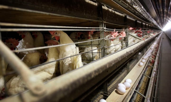 Four Poultry Workers in Colorado Test Positive for Avian Influenza Virus