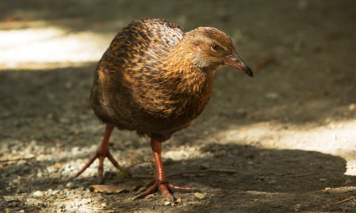 Reality Show Participant Regrets Consuming Rare Kiwi Bird