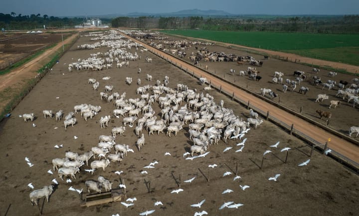 Brazilian farmer fined $50 million for harming Amazon Rainforest ecosystems