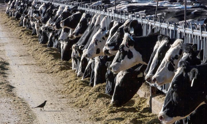 US Discovers Fourth Human Case Associated with Avian Flu Outbreak