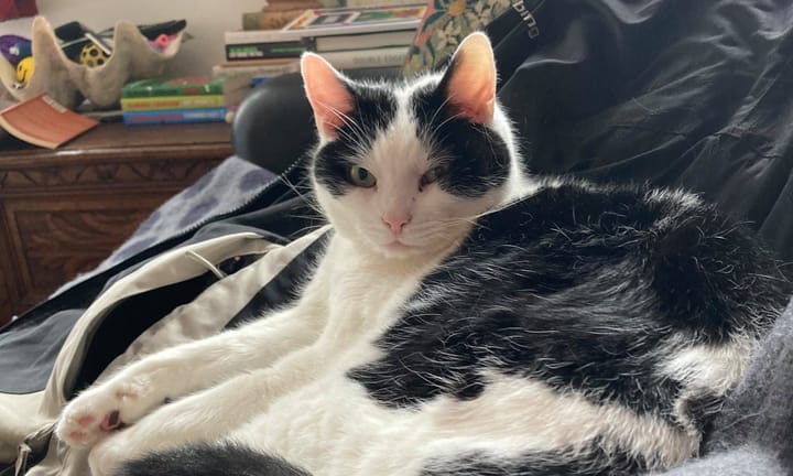 The Cat Who Left an Indelible Memory: Misty's Passing Drained My World of Color