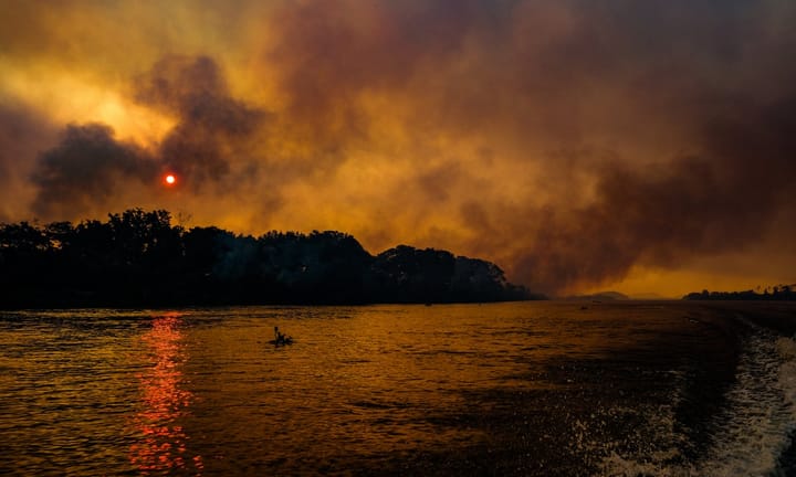 Catastrophic Wetland Inferno Claims Lives of Unmovable Species: 'Those Unable to Flee Face Dire Outcomes'