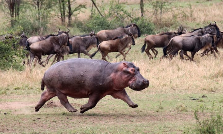 British Study Reveals Hippo Capability for Aerial Movement