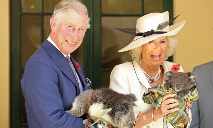 Preserve Koalas' Natural Habitat: Why Protecting Australia's Beloved Marsupial May Cease to Become Commonplace Sooner Than Expected