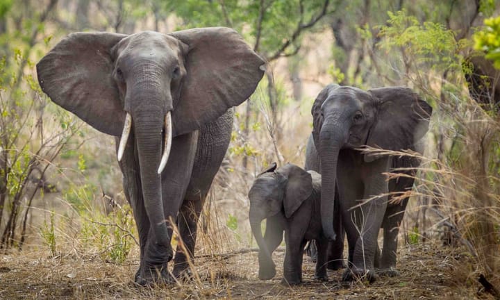 Tourist from Spain Fatal Encounter with Elephants in Southern African Country