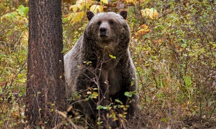 Grizzly Bear Hunting Reintroduced in Alberta's Conservation Policy Update