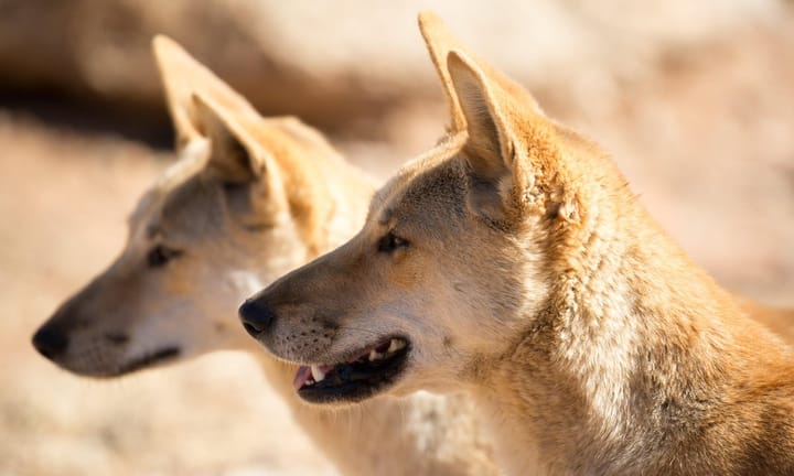 Ancient Dingoes Were Established in Australia Thousands of Years Ago, Study Suggests