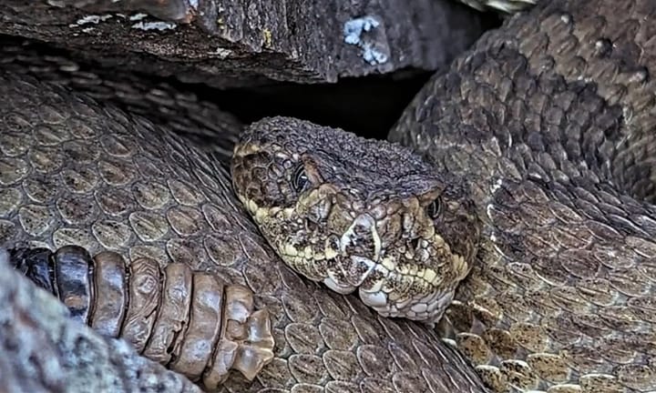 Den in Colorado housing over 2,000 rattlesnakes now being broadcast online