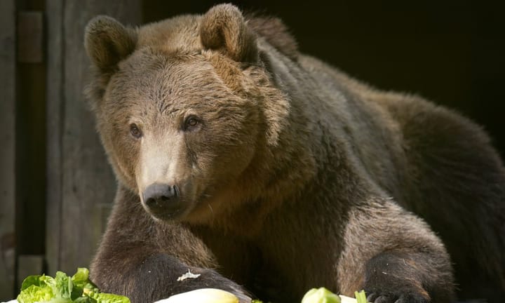 Brown Bear Posts Significant Recovery Following Pioneering Brain Surgery at Wildlife Center in Kent, UK