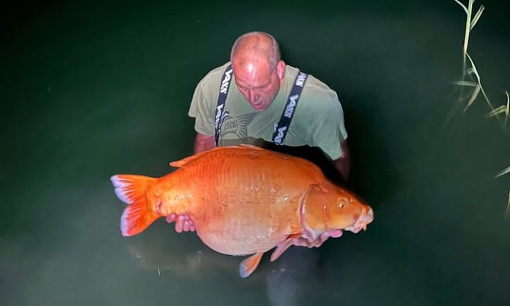 Encounter Details: Discovering The 'World's Largest Goldfish'