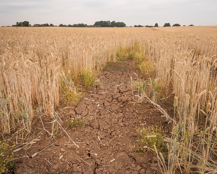"Report warns 'climateflation' may hike UK food prices over 30% by 2050"