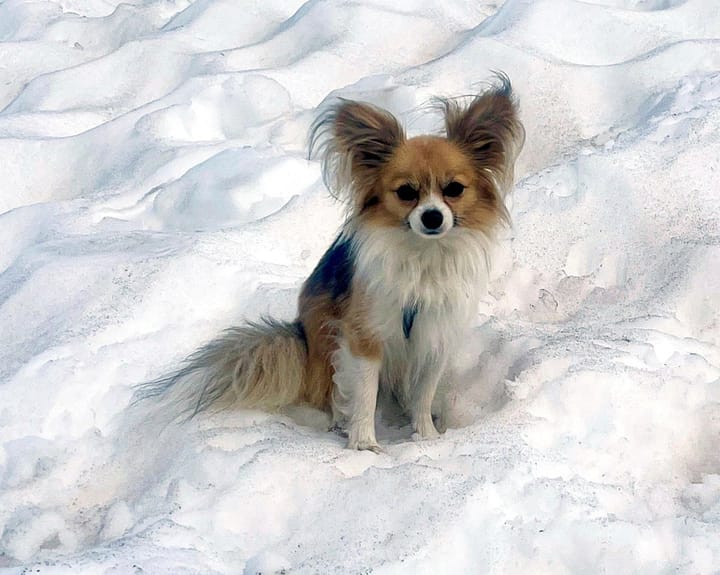 "Small dog hailed for rescuing hiker stuck in Swiss glacier"