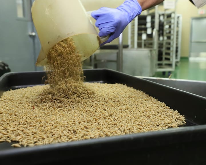 "US plans to release billions of flies from planes to combat flesh-eating maggots"