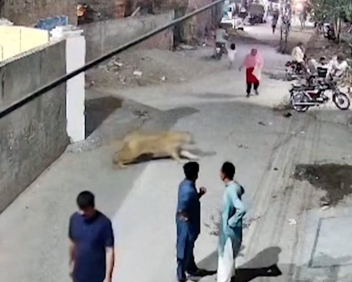 "Pakistan arrests lion owners following mauling of woman and kids"