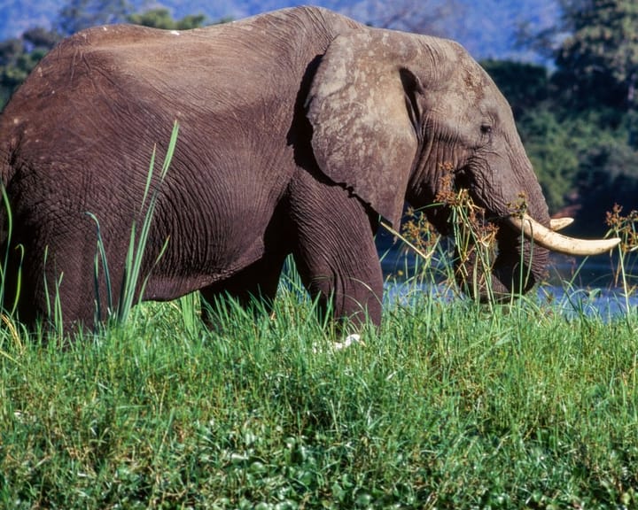 "Elephant kills British and New Zealand tourists in Zambia, say police"