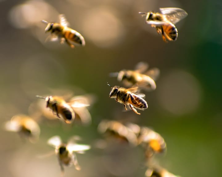 Dozens injured after bees swarm French town in violent attack