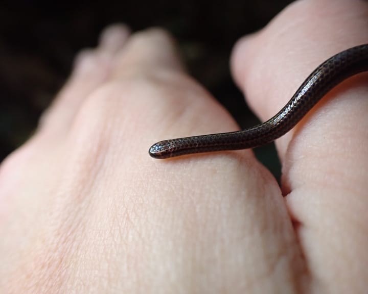 "Tiny snake species found in Barbados after two decades unseen"
