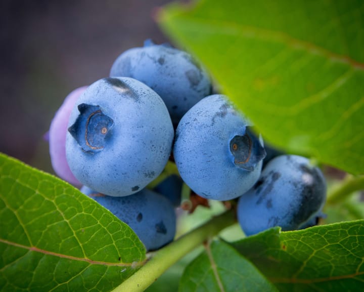 "UK blueberry harvest rises almost 25% due to warm spring"