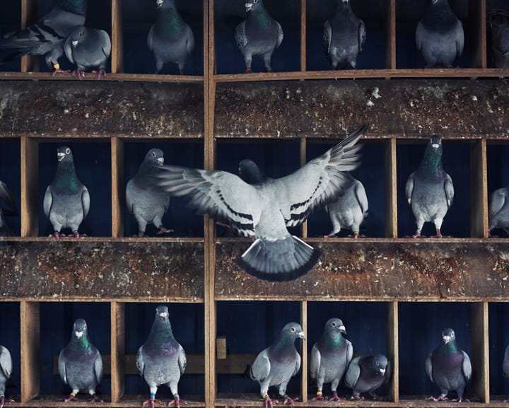 "Inside Taiwan's high-stakes pigeon racing: drugs, smuggling, and kidnappings"