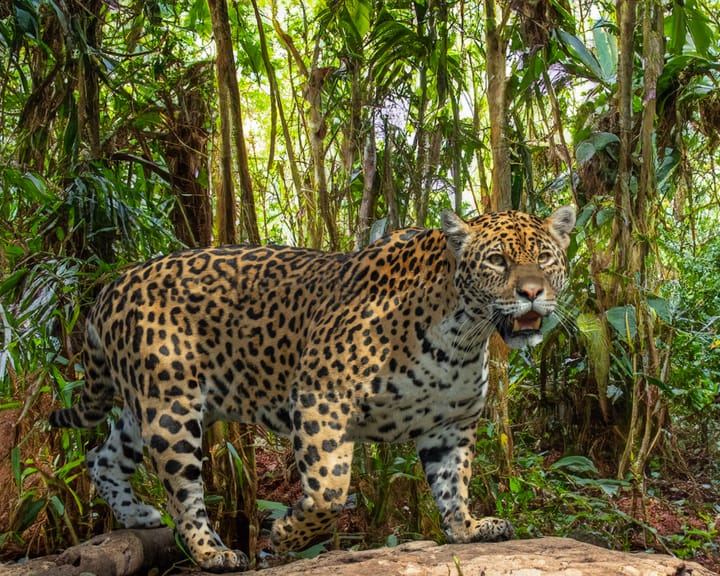 "Mexico’s jaguar population rises 30% in successful conservation efforts"
