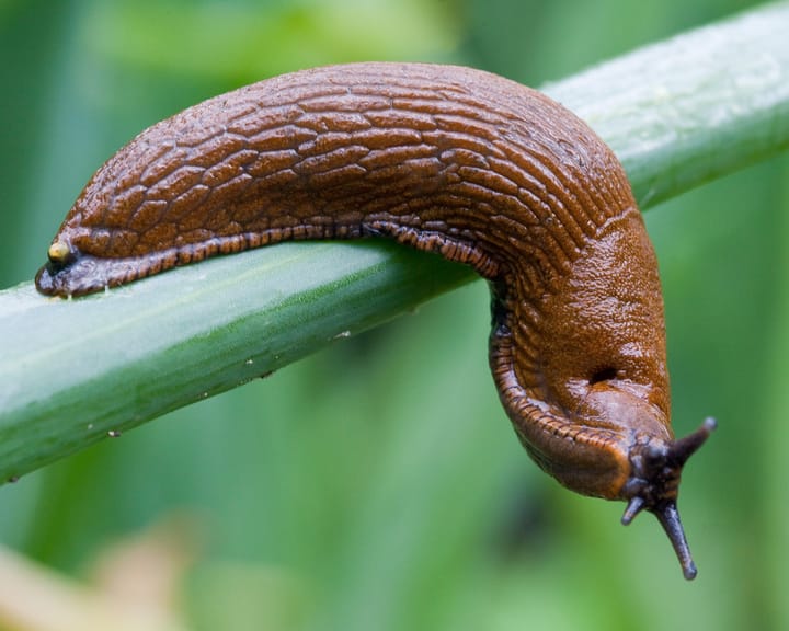 "Slug unmasked as culprit behind German apartment doorbell pranks"