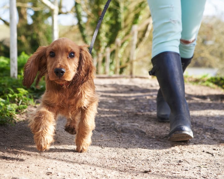 "Tourist fee for dogs proposed by Italian region"