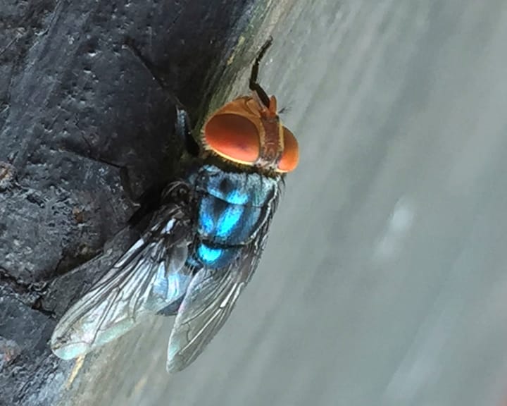 "US on alert after Maryland screwworm outbreak signals resurgence of historic pest"