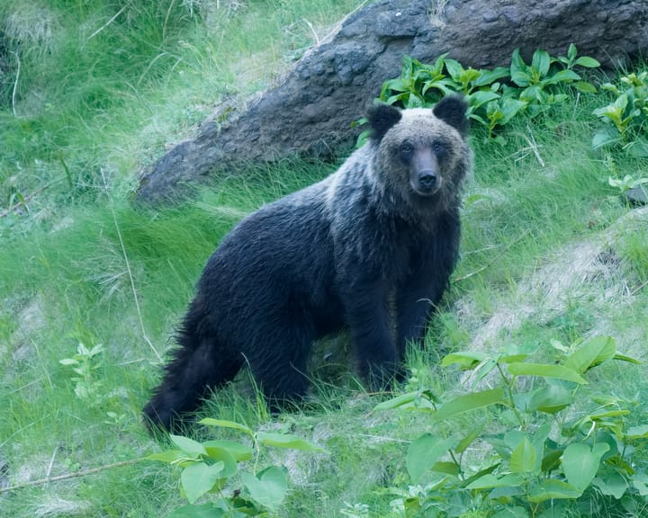 "How to survive bear attacks as Japan sees rise in encounters"