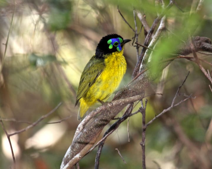 Global bird populations plummet amid urgent talks on biodiversity collapse