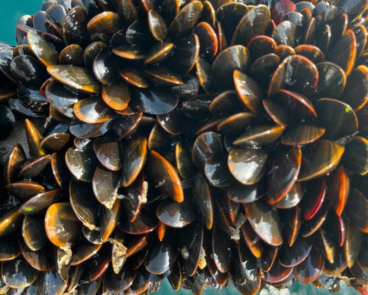 UK shellfish shipments turned away by French customs post-EU deal reset