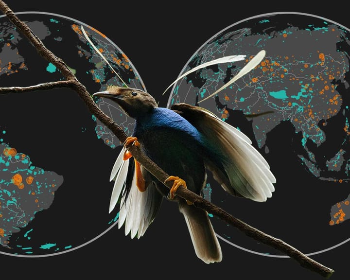 Weda Bay’s Tale: Nature Paid the Price for Mining