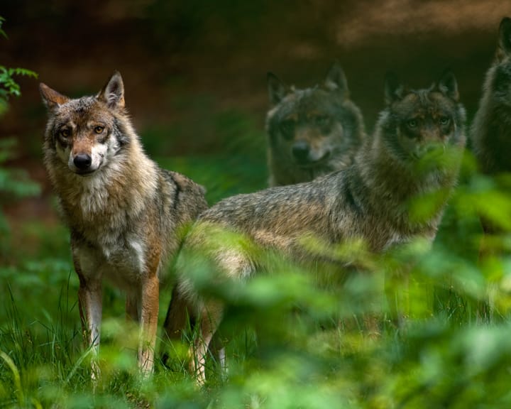 Germany plans to legalize wolf hunting to curb livestock attacks