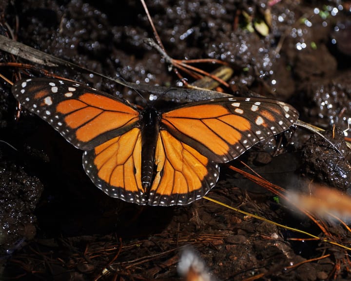 Monarch butterfly numbers in Mexico surge 64%, boosting hope for endangered species