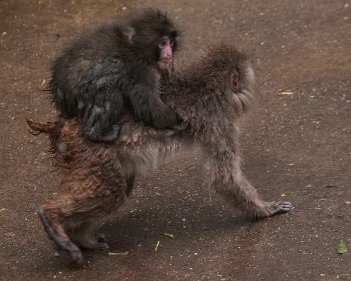 Social climber: Punch the monkey outgrows his IKEA plushie
