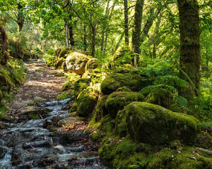 EU Court Slaps Portugal with £8.7 million Fine for Biodiversity Neglect