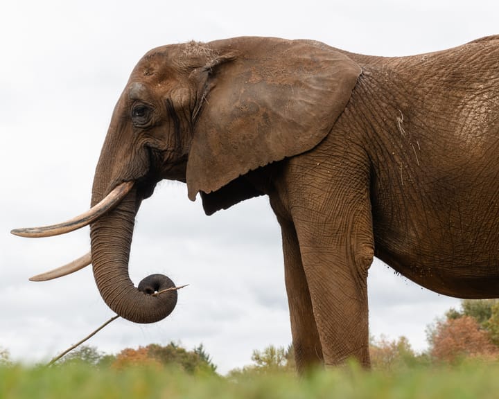 Captive Elephants Find New Home in Europe’s First Rewilding Sanctuary