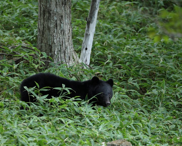 Nearly 100 schools closed in Japanese city following rare bear sightings