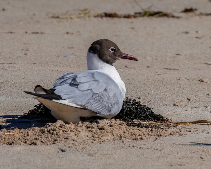 Rare gull drifts thousands of kilometres to Australia, making birdwatching an 'extreme sport'
