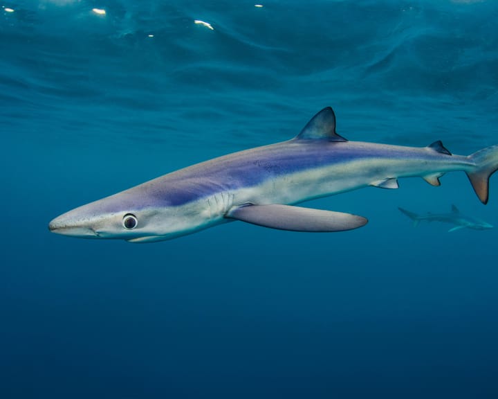 Three-year project lifts lid on Britain’s little-understood shark species