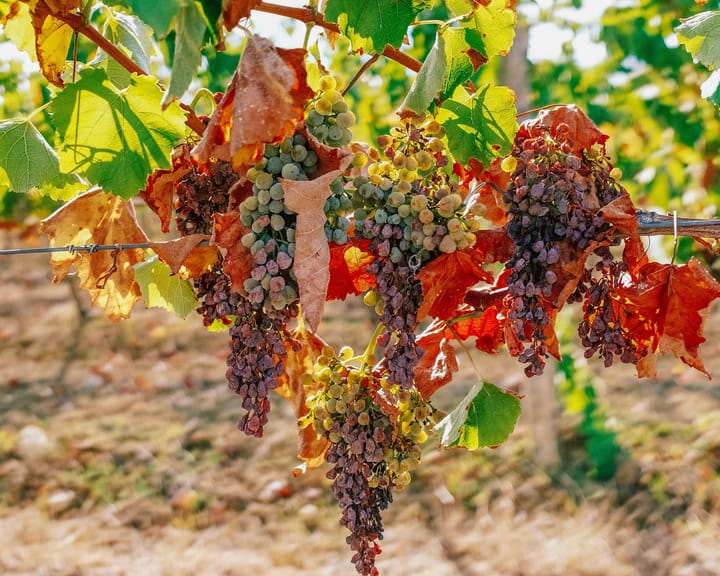 French Wine Harvest Set to Hit 30-Year Low Amid Severe Drought and Heat