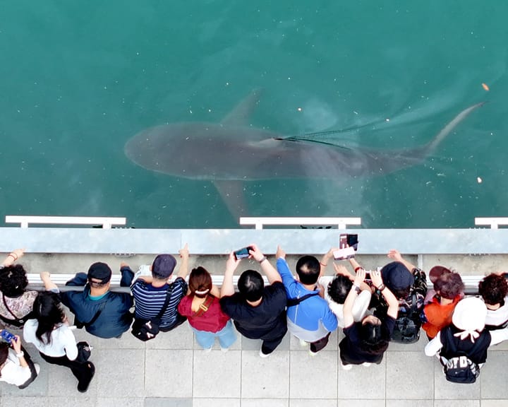 In the dark, YouTubers oversee a stranded shark in a South Korean canal.